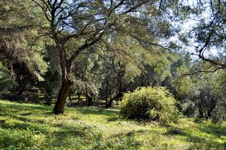 Οικόπεδο 7.606 τ.μ. για πώληση, Ν. Κέρκυρας, Κέρκυρα-thumb-12