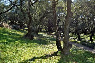 Οικόπεδο 7.606 τ.μ. για πώληση, Ν. Κέρκυρας, Κέρκυρα-thumb-9