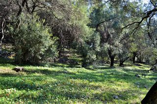 Οικόπεδο 7.606 τ.μ. για πώληση, Ν. Κέρκυρας, Κέρκυρα-thumb-22