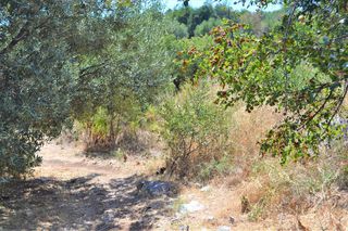 Οικόπεδο 7.700 τ.μ. για πώληση, Ν. Κέρκυρας, Κέρκυρα-thumb-4