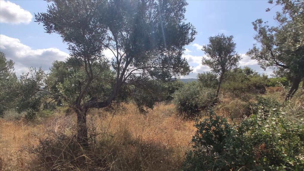 Οικόπεδο 4.188 τ.μ. προς πώληση, Λιμάνι Καρρά