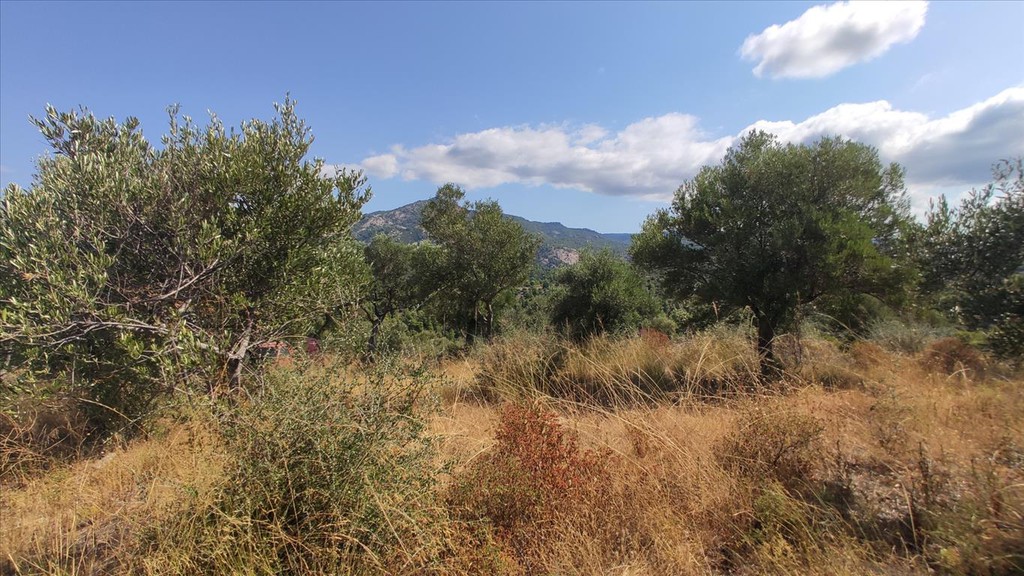 Οικόπεδο 4.188 τ.μ. προς πώληση, Λιμάνι Καρρά