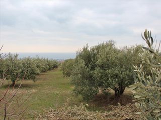 Οικόπεδο 4.000 τ.μ. για πώληση