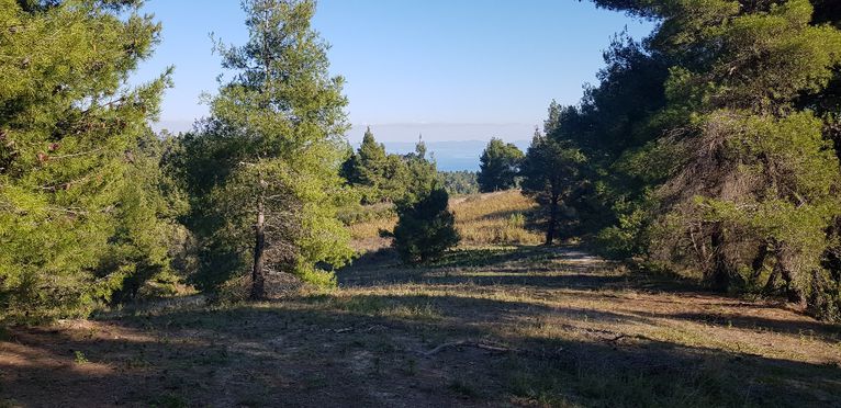 Land plot 3.200 sqm for sale, Chalkidiki, Pallini