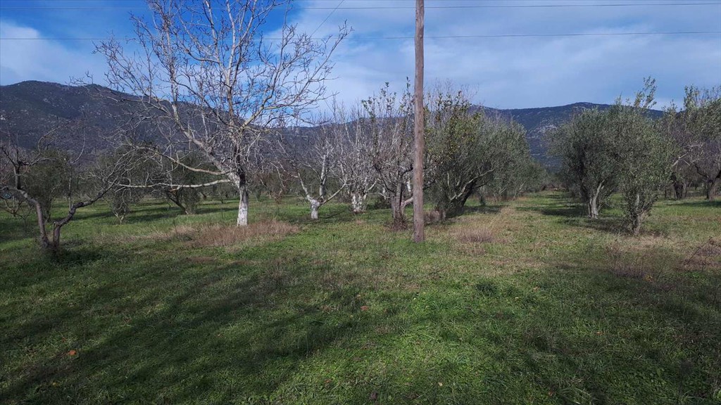 Οικόπεδο 18.250 τ.μ. προς πώληση, Γαλάτιστα