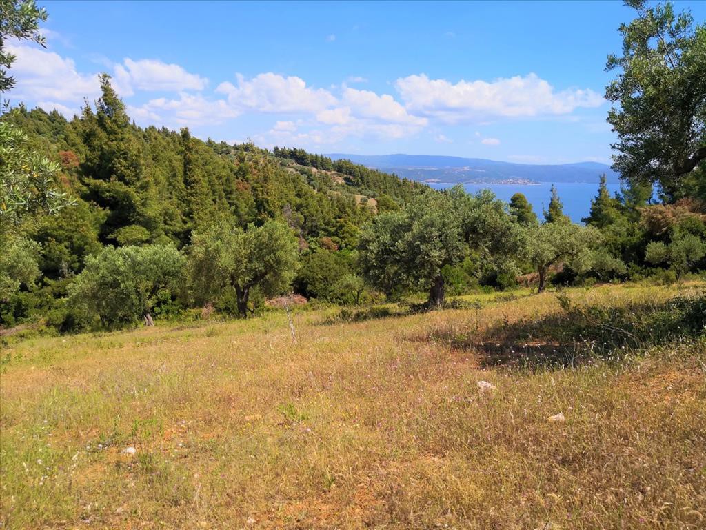 Οικόπεδο 5.400 τ.μ. προς πώληση, Άγιος Νικόλαος Σιθωνίας