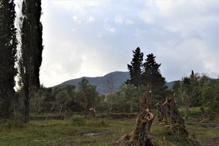 Οικόπεδο 10.000 τ.μ. για πώληση