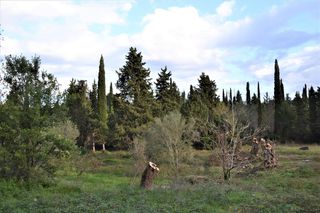 Οικόπεδο 10.000 τ.μ. για πώληση, Ν. Κέρκυρας, Κέρκυρα-thumb-3