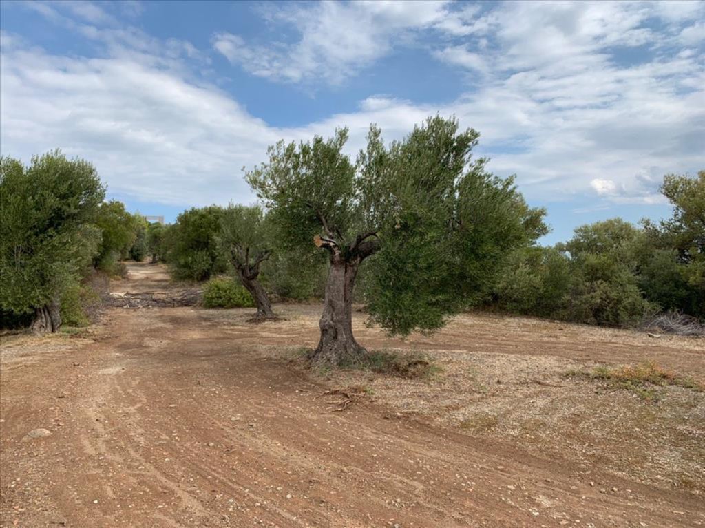 Οικόπεδο 12.458 τ.μ. προς πώληση, Σπαλαθρονήσια