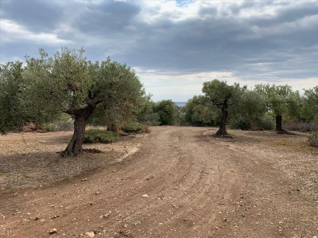 Οικόπεδο 12.458 τ.μ. προς πώληση, Σπαλαθρονήσια