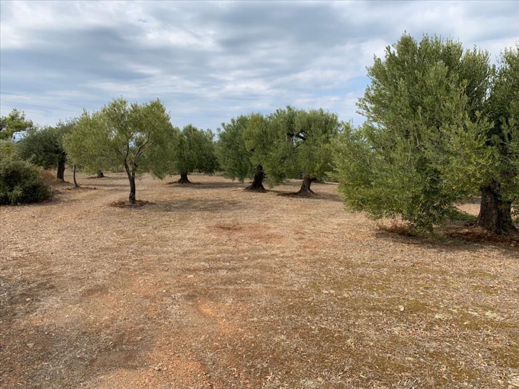 Οικόπεδο 12.458 τ.μ. προς πώληση, Σπαλαθρονήσια