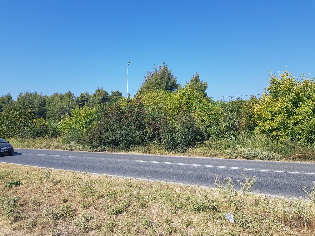 Οικόπεδο 1.500 τ.μ. προς πώληση, Καλλιθέα Κασσάνδρας