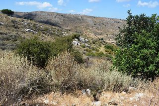 Οικόπεδο 6.705 τ.μ. προς πώληση, Μέση Αρκαδίου-thumb-7