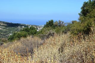 Οικόπεδο 6.705 τ.μ. προς πώληση, Μέση Αρκαδίου-thumb-4