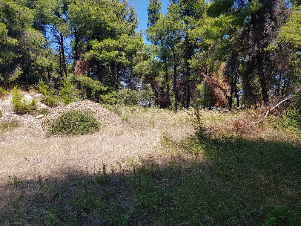 Οικόπεδο 11.000 τ.μ. προς πώληση, Σωλήνα