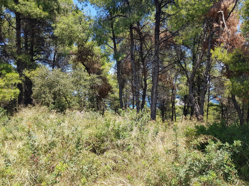 Οικόπεδο 11.000 τ.μ. προς πώληση, Σωλήνα