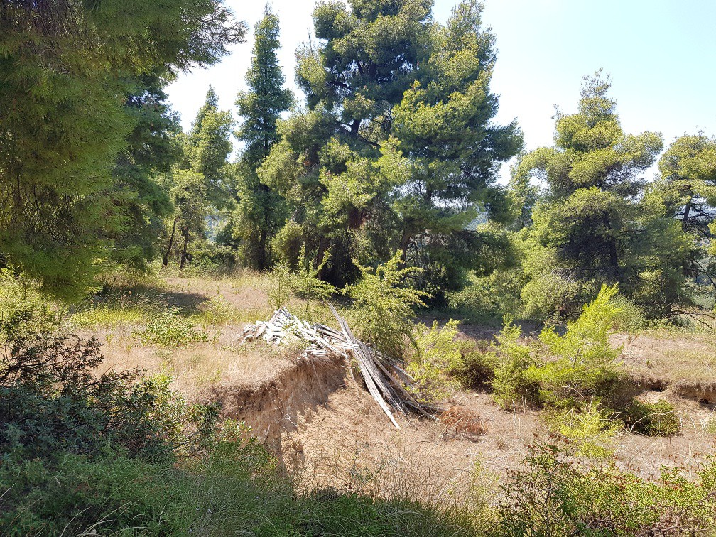 Οικόπεδο 11.000 τ.μ. προς πώληση, Σωλήνα