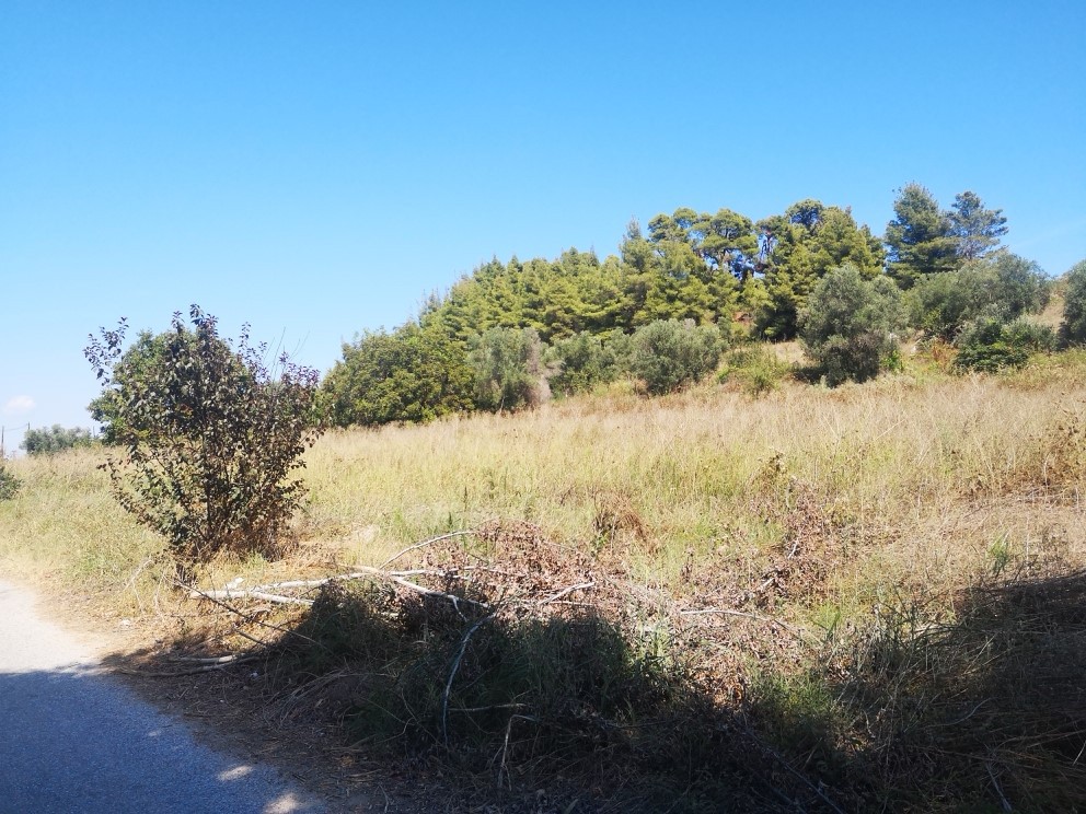 Οικόπεδο 3.700 τ.μ. προς πώληση, Καλλιθέα Κασσάνδρας