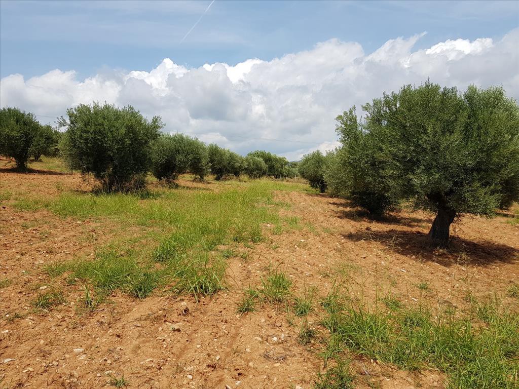 Οικόπεδο 5.078 τ.μ. προς πώληση, Νικήτη