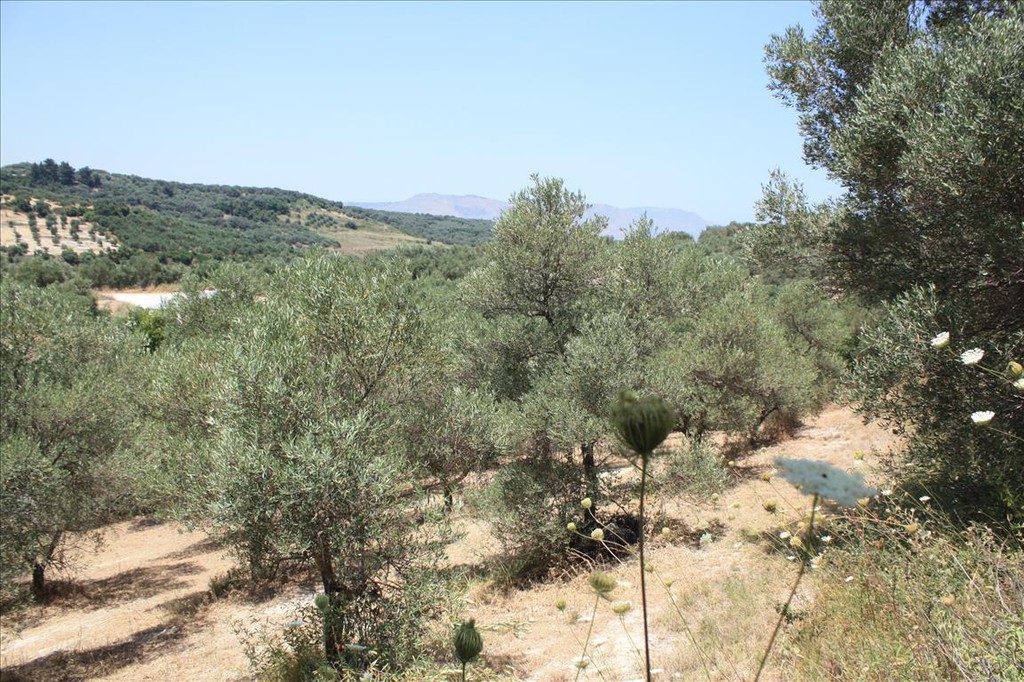 Οικόπεδο 4.647 τ.μ. προς πώληση, Κάβαλλος