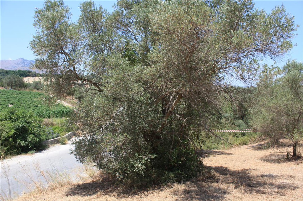 Οικόπεδο 4.647 τ.μ. προς πώληση, Κάβαλλος