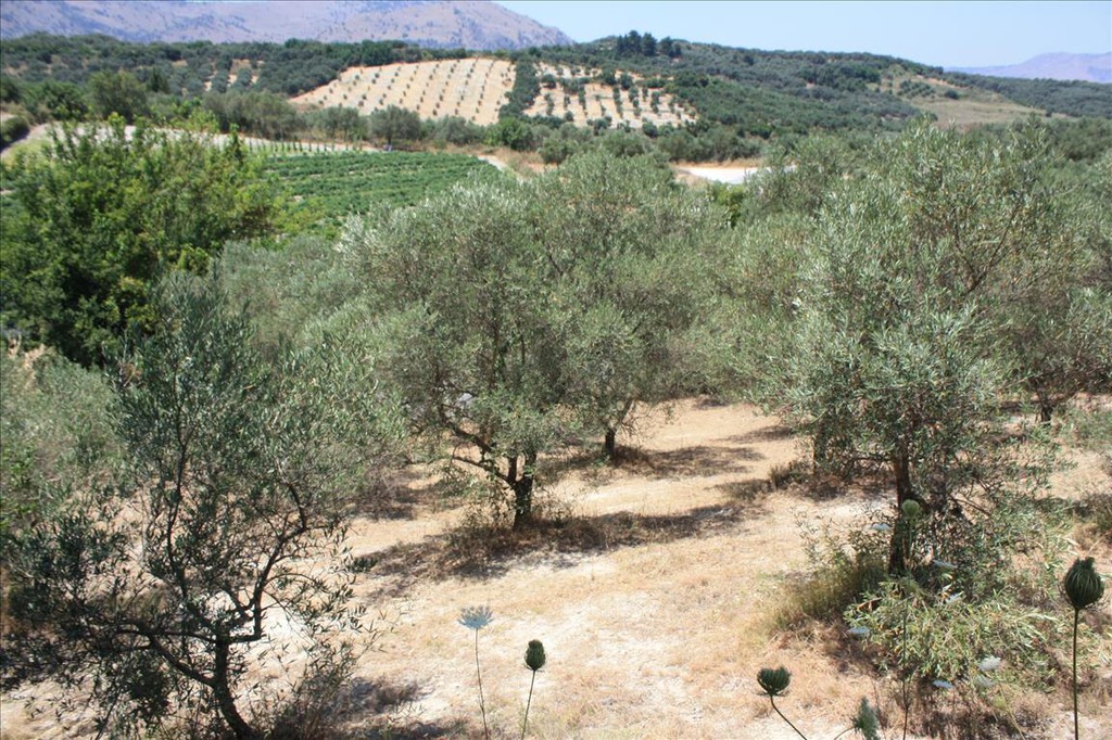 Οικόπεδο 4.647 τ.μ. προς πώληση, Κάβαλλος