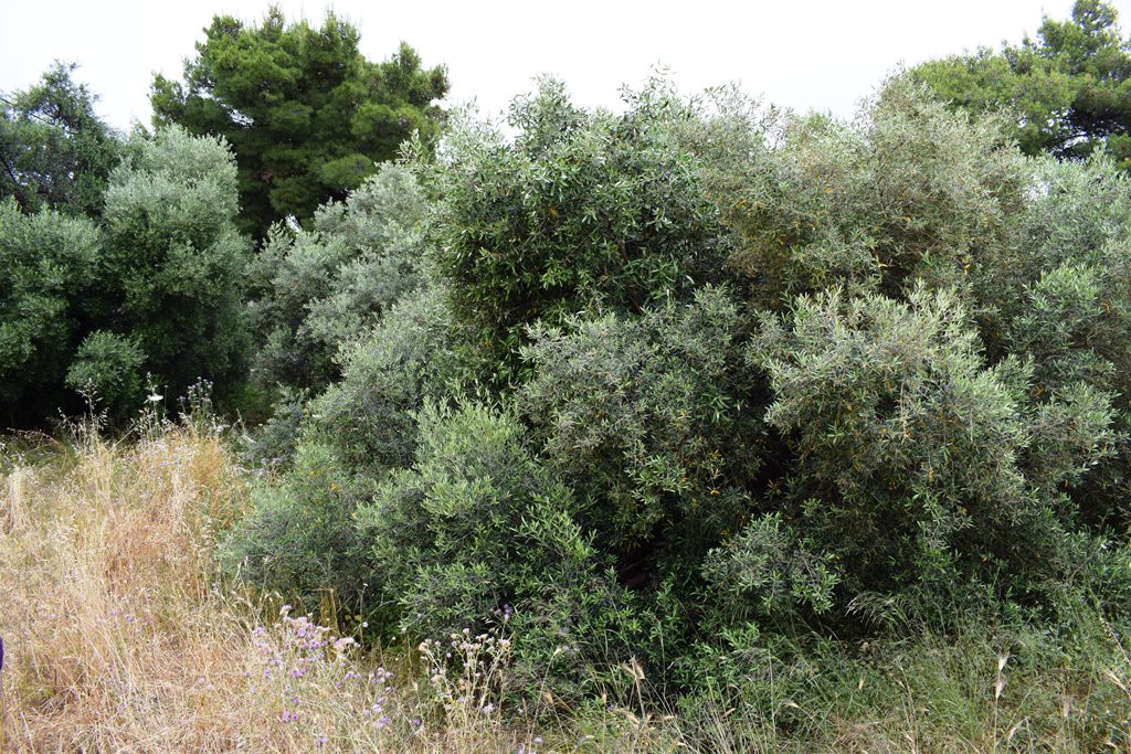 Οικόπεδο 392 τ.μ. προς πώληση, Ταμπακαριά