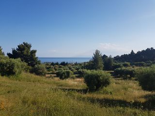 Οικόπεδο 4.500 τ.μ. προς πώληση