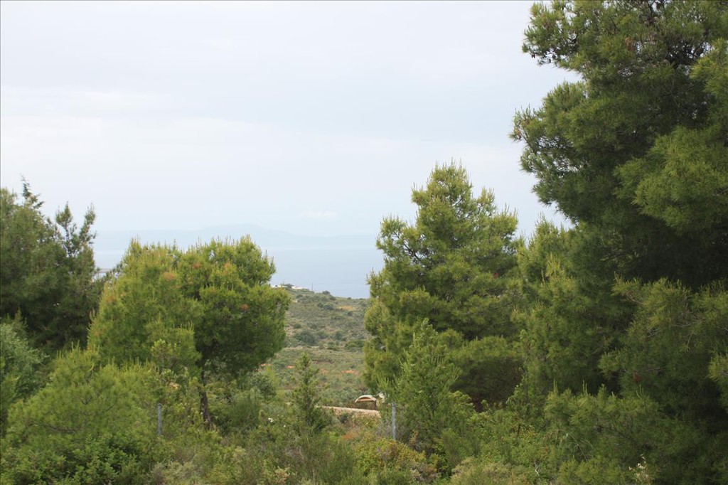 Οικόπεδο 5.900 τ.μ. προς πώληση, Καμπάνι