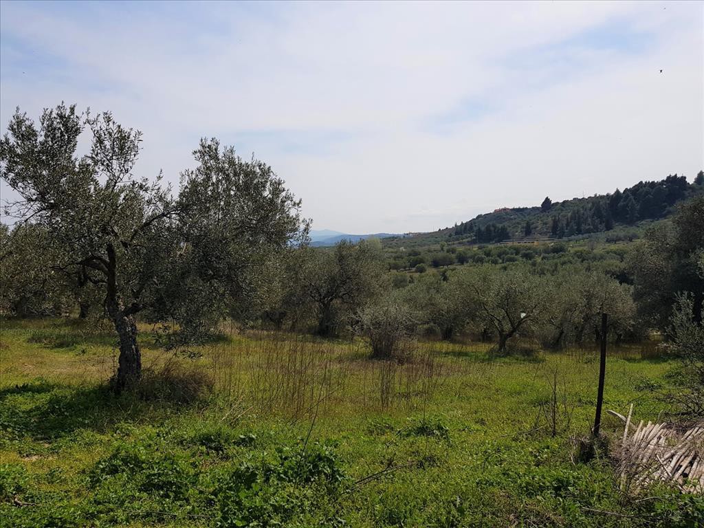 Οικόπεδο 1.800 τ.μ. προς πώληση, Άγιος Νικόλαος Σιθωνίας