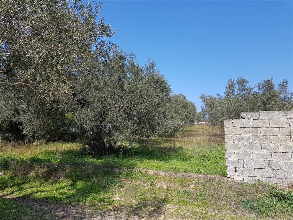 Οικόπεδο 1.800 τ.μ. προς πώληση, Άγιος Νικόλαος Σιθωνίας