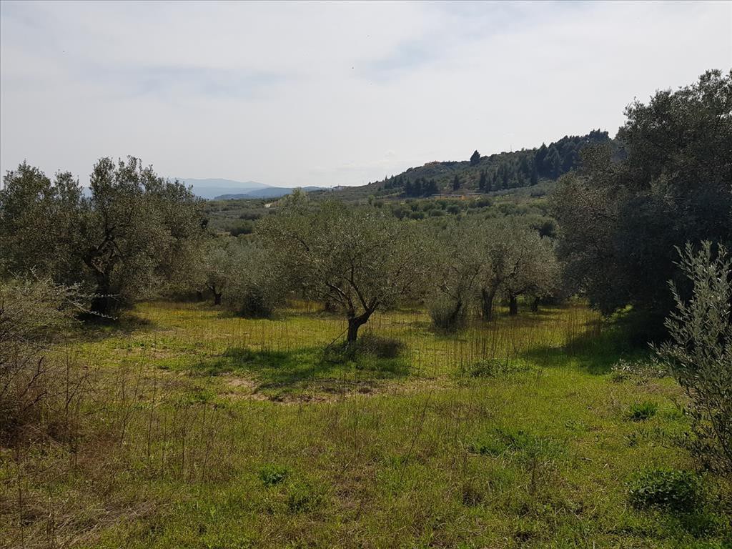 Οικόπεδο 1.800 τ.μ. προς πώληση, Άγιος Νικόλαος Σιθωνίας