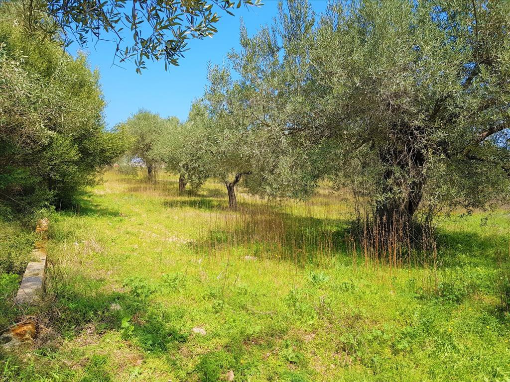 Οικόπεδο 1.800 τ.μ. προς πώληση, Άγιος Νικόλαος Σιθωνίας