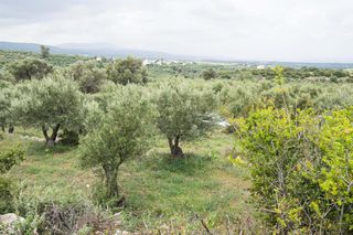 Οικόπεδο 16.000 τ.μ. προς πώληση, Αλφά-thumb-1