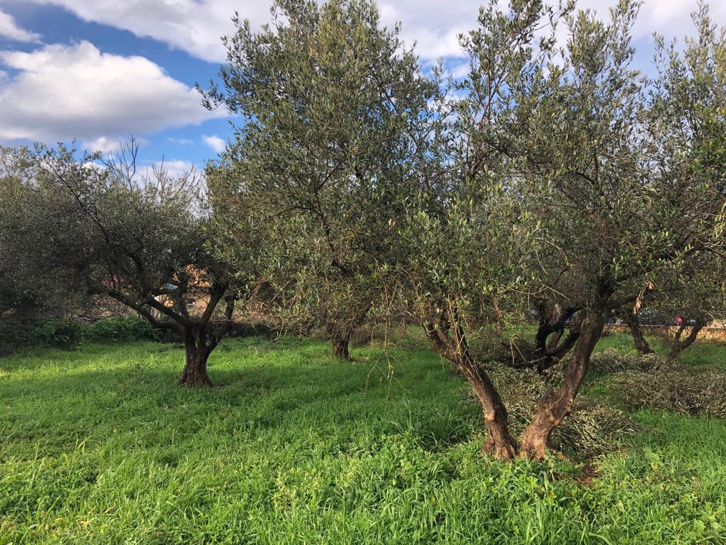 Οικόπεδο 1.433 τ.μ. προς πώληση, Λιτσάρδα