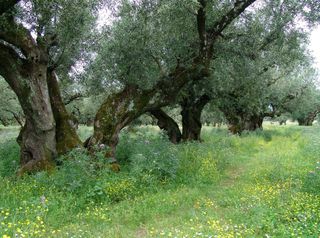 Οικόπεδο 8.500 τ.μ. για πώληση