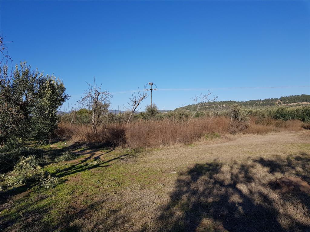 Οικόπεδο 1.300 τ.μ. προς πώληση, Γερακινή