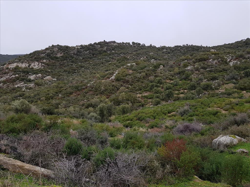 Οικόπεδο 12.500 τ.μ. προς πώληση, Κουφός Τορώνης
