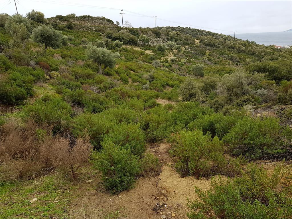Οικόπεδο 12.500 τ.μ. προς πώληση, Κουφός Τορώνης