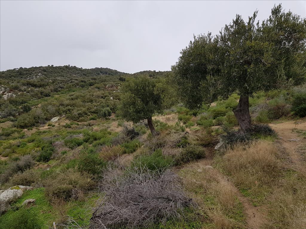 Οικόπεδο 12.500 τ.μ. προς πώληση, Κουφός Τορώνης
