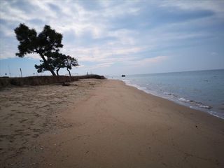 Οικόπεδο 5.000 τ.μ. για πώληση