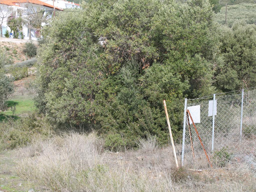 Οικόπεδο 13.244 τ.μ. προς πώληση, Βατοπέδι