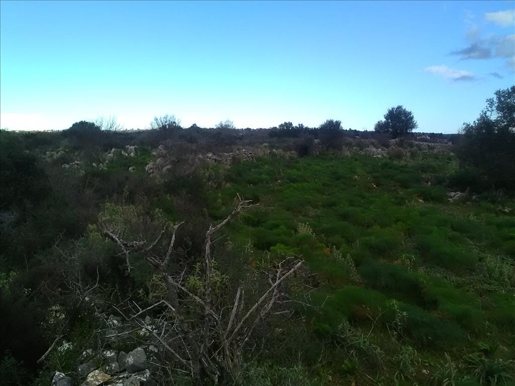 Οικόπεδο 9.800 τ.μ. προς πώληση, Λιτσάρδα