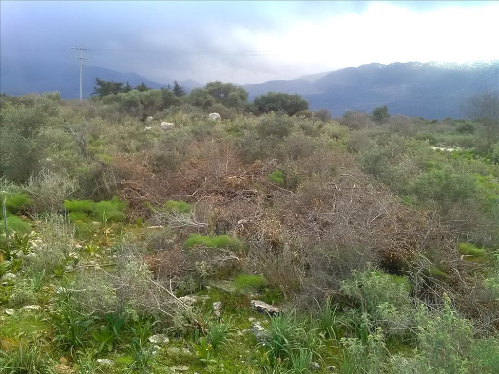 Οικόπεδο 9.800 τ.μ. προς πώληση, Λιτσάρδα