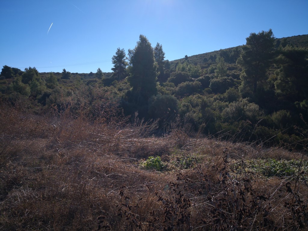 Οικόπεδο 12.000 τ.μ. προς πώληση, Βατοπέδι