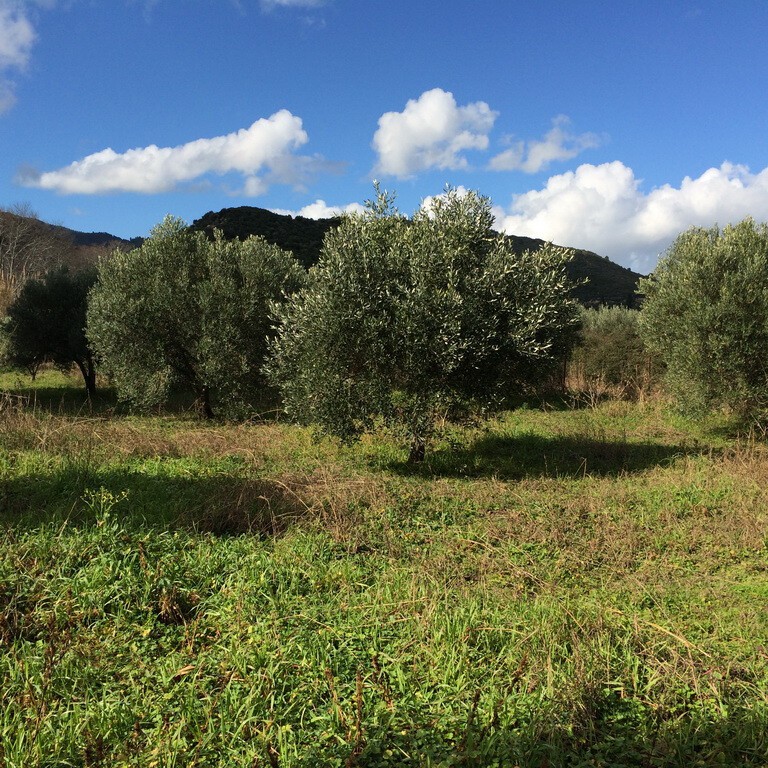 Οικόπεδο 3.750 τ.μ. προς πώληση, Παλιά Σπίτια