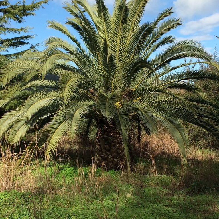 Οικόπεδο 3.750 τ.μ. προς πώληση, Παλιά Σπίτια