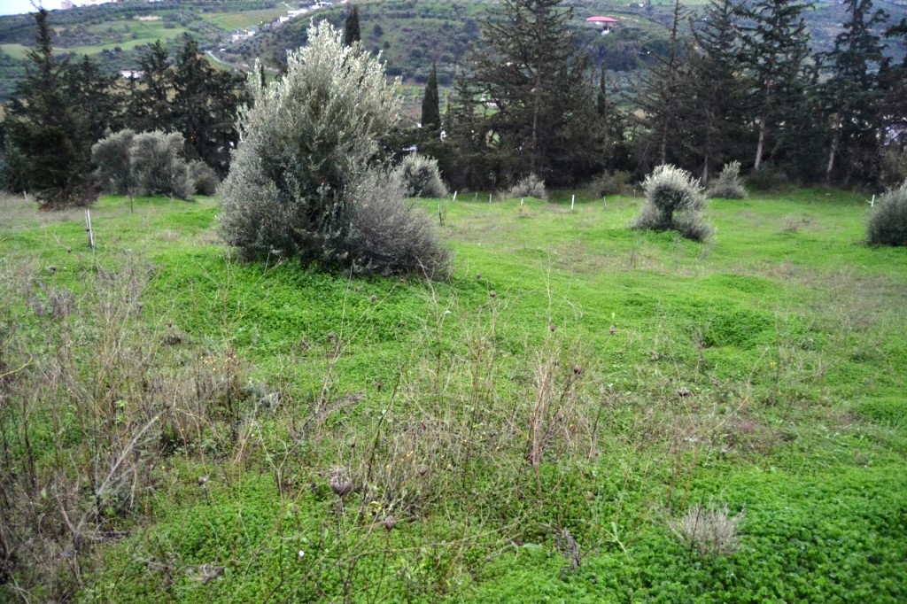 Οικόπεδο 4.100 τ.μ. προς πώληση, Αθάνατοι
