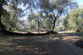 Οικόπεδο 4.576 τ.μ. για πώληση, Ν. Κέρκυρας, Κέρκυρα-thumb-2