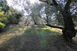 Οικόπεδο 4.576 τ.μ. για πώληση, Ν. Κέρκυρας, Κέρκυρα-thumb-1